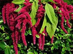�� ����� ������������� ������� �������� ������������ ����� �������� � �������