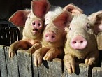 В Волгоградском регионе усилен контроль над ввозимой свиноводческой продукцией В Волгоградском регионе усилен контроль над ввозимой свиноводческой продукцией